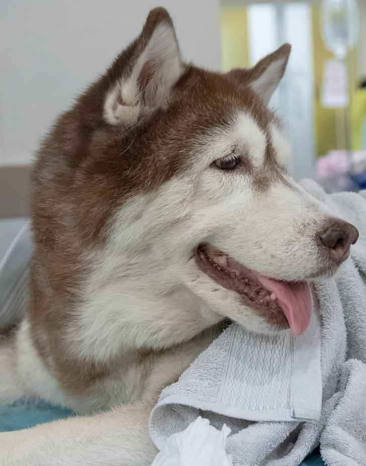 adana veteriner kliniği
