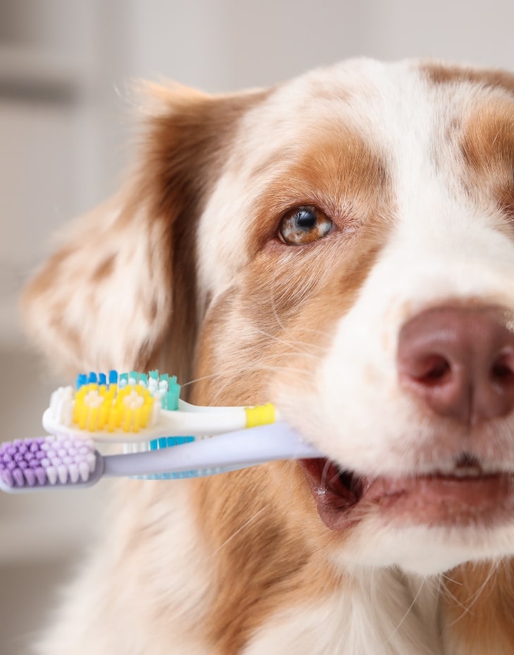 adana veteriner kliniği