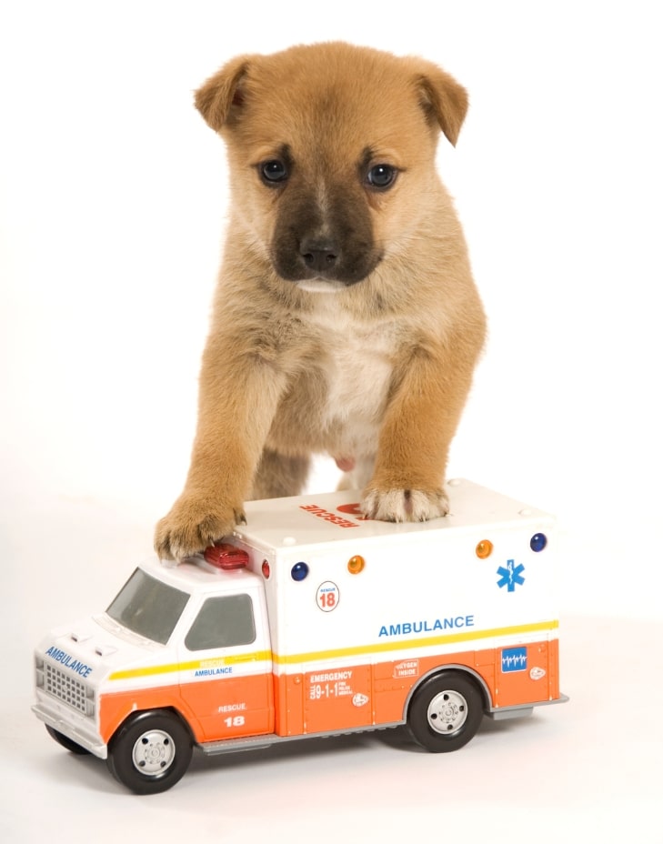 adana veteriner kliniği