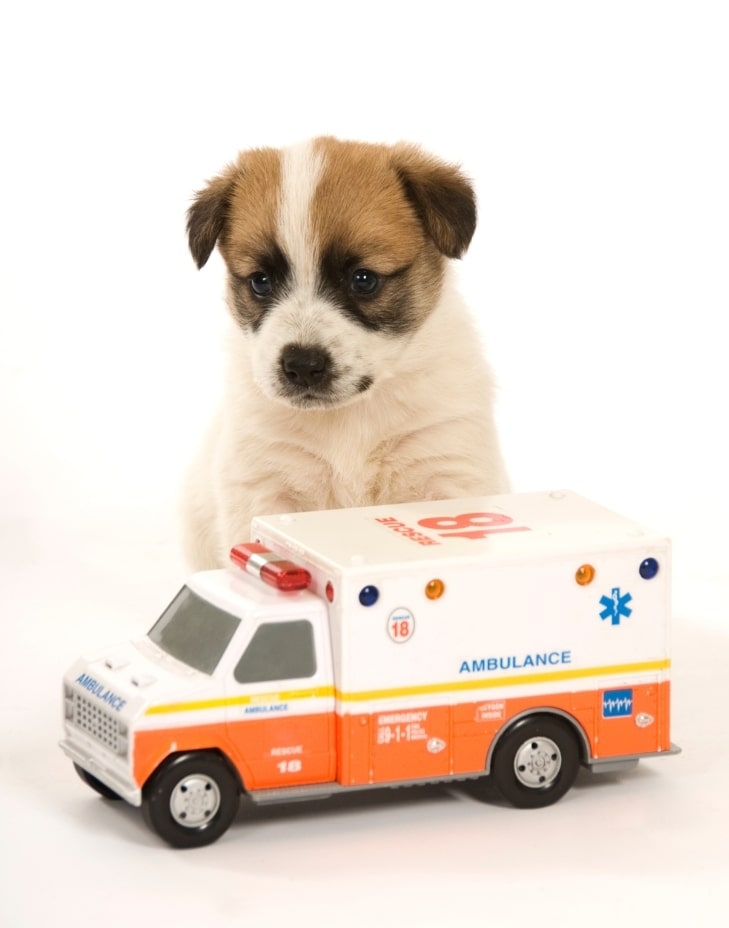 adana veteriner kliniği