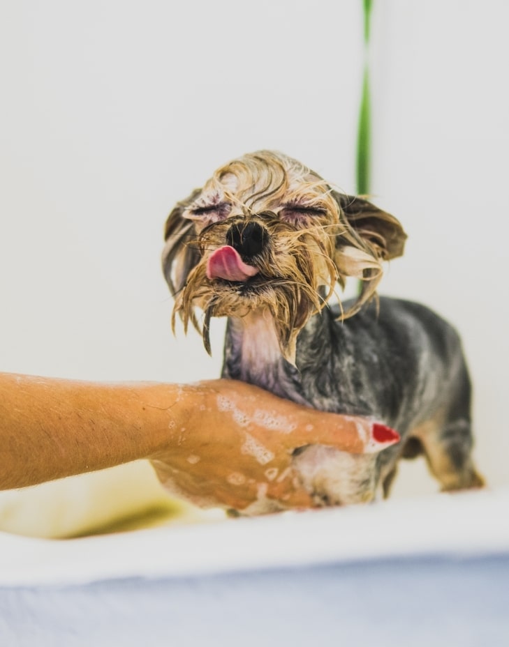 adana veteriner kliniği