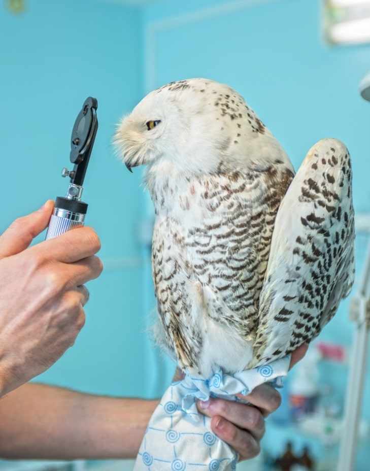 adana veteriner kliniği