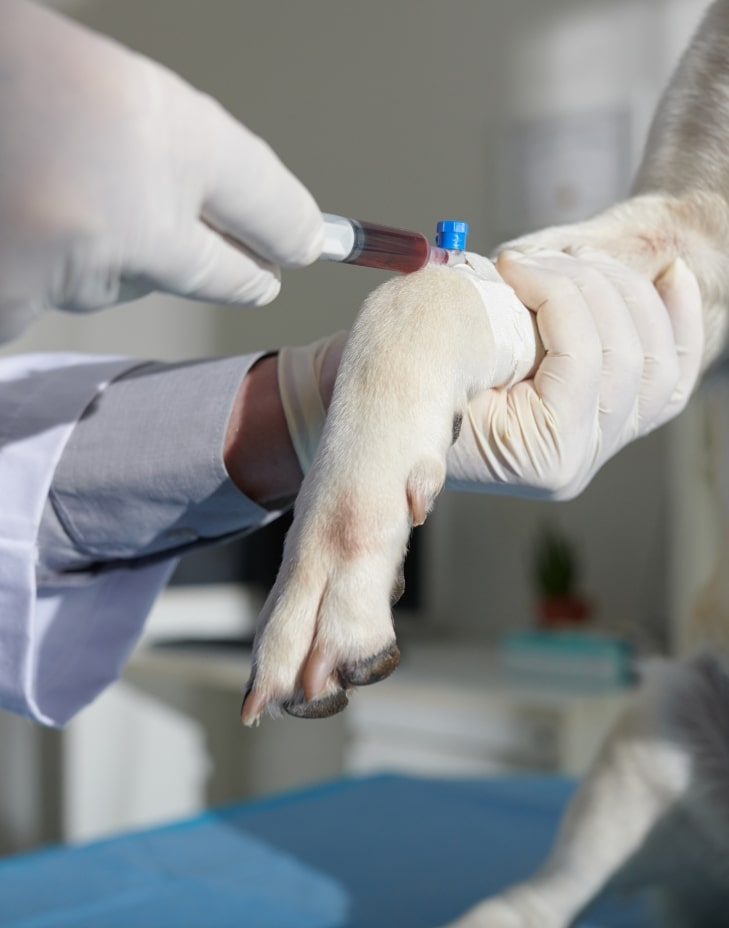 adana veteriner kliniği