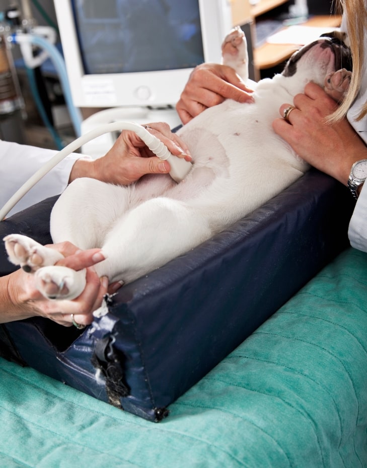 adana veteriner kliniği