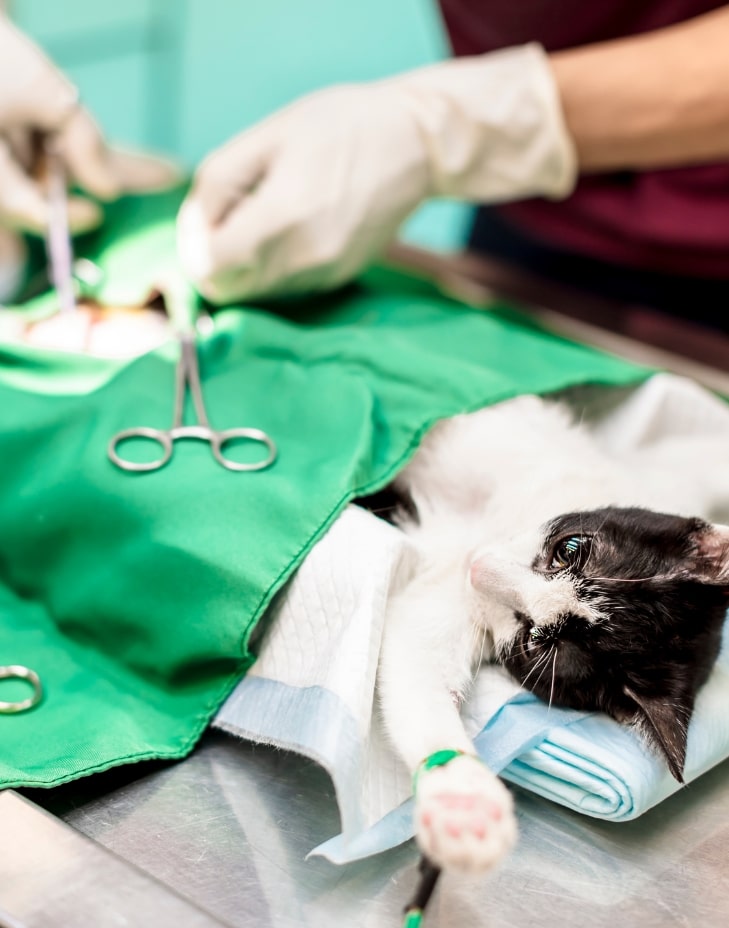 adana veteriner kliniği