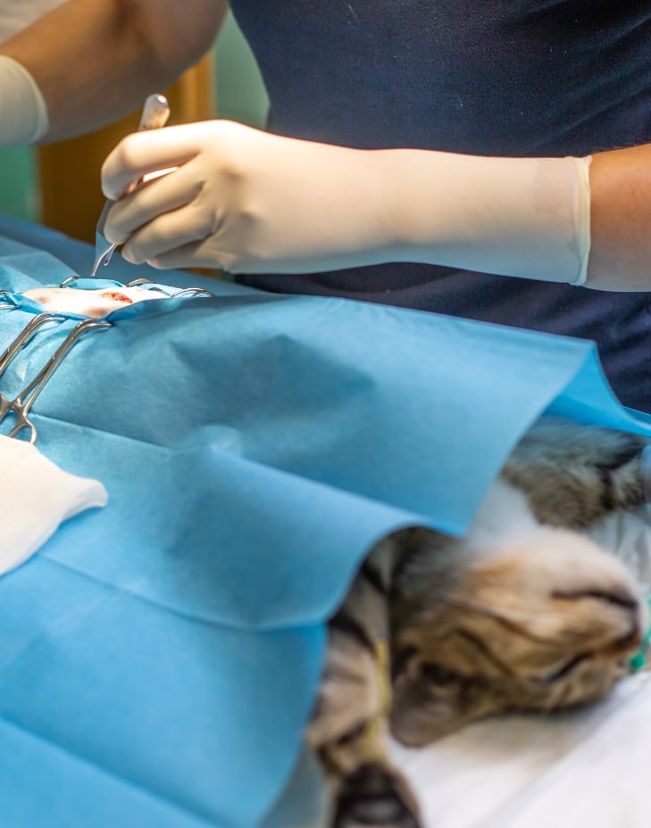 adana veteriner kliniği