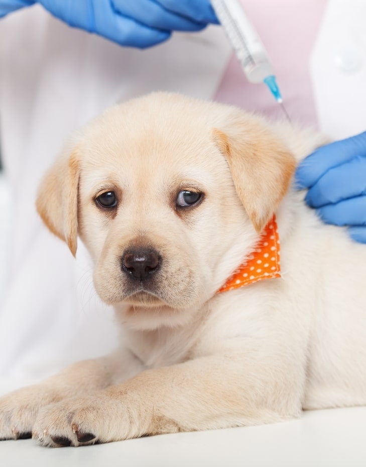 adana veteriner kliniği
