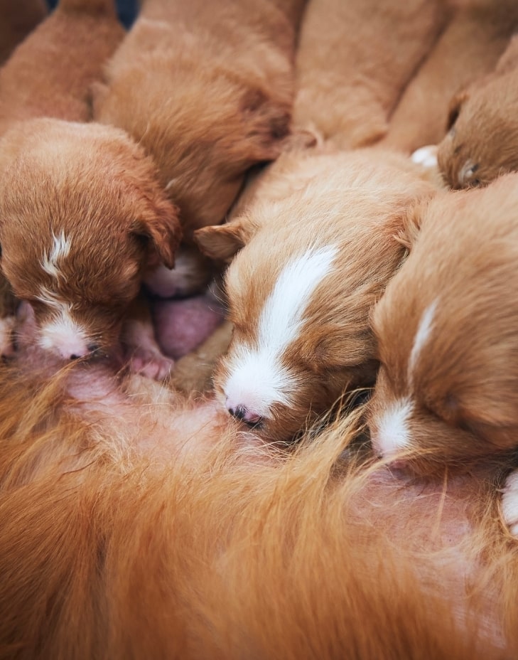 adana veteriner kliniği
