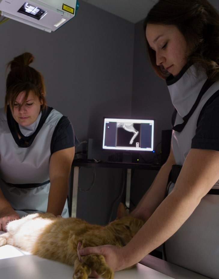 adana veteriner kliniği